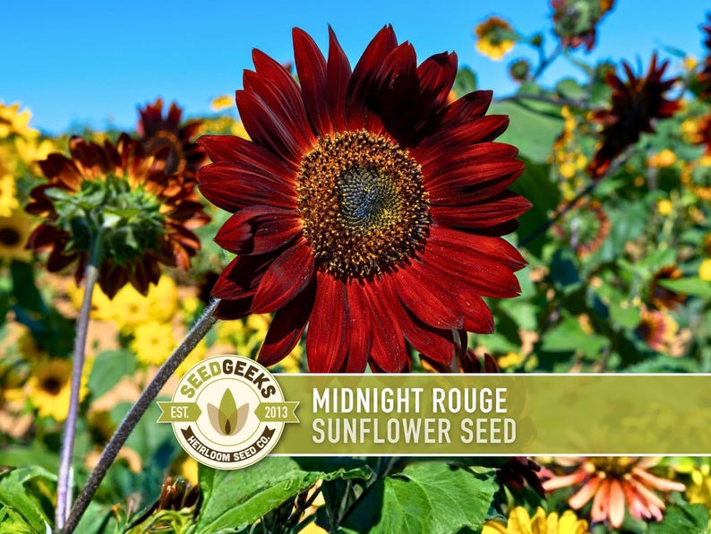 Midnight Rouge Sunflower Seeds - Burgundy Bouquet Flowers afbeelding 1