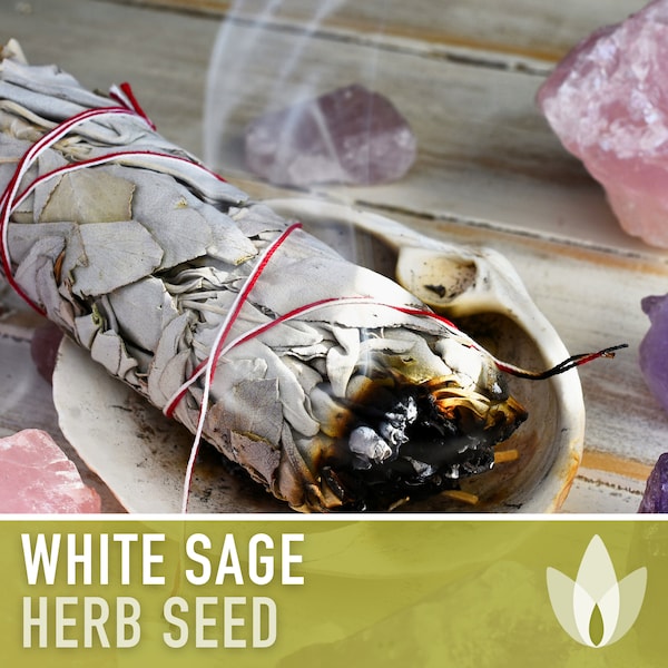 White Sage Seeds - Heirloom Seeds, Ceremonial Sage, Sacred Sage, Smudge Sage, Medicinal Herb, Culinary Herb, Non-GMO
