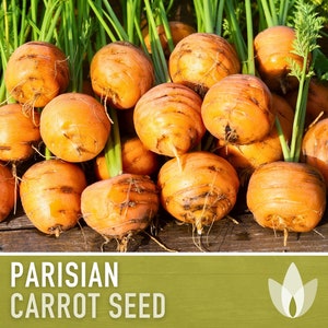 Parisian Carrot Heirloom Seeds - Baby Carrots, Canning Carrots, Container Garden, Easy to Grow, French Vegetables, Open Pollinated, Non-GMO