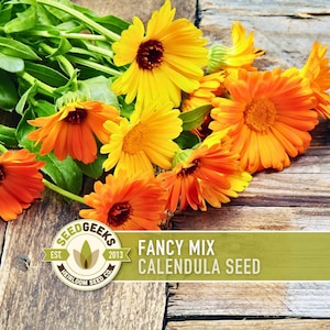 Calendula Fancy Mix Seed | 50+ Seeds, Heirloom Flower, Non-GMO, Cool-Weather Annual, Calendula officinalis image 1