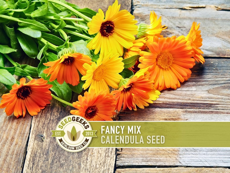 Calendula Fancy Mix Seed | 50+ Seeds, Heirloom Flower, Non-GMO, Cool-Weather Annual, Calendula officinalis image 1