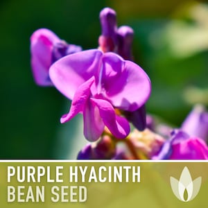 Peut inclure: Gros plan sur des fleurs de haricot jacinthe violettes vibrantes sur un fond vert flou. L'image contient le texte "PURPLE HYACINTH BEAN SEED" en blanc sur une bannière verte. Un logo floral blanc est à droite.