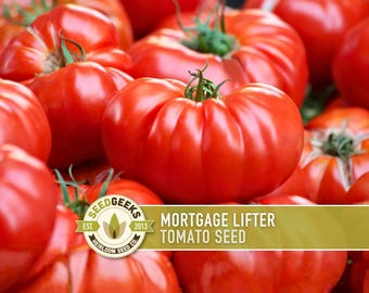 May include: Close-up of ripe, red Mortgage Lifter tomatoes. The tomatoes are round with ribbed sides and green stems. The image includes a logo that reads "Seed Geeks" and "Mortgage Lifter Tomato Seed."