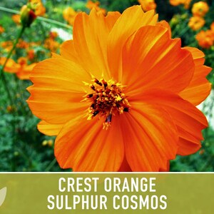 Crest Orange Sulphur Cosmos Seeds, Pollinator Friendly, Non-GMO image 9