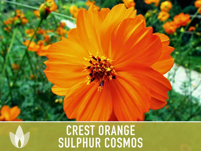 Crest Orange Sulphur Cosmos Seeds, Pollinator Friendly, Non-GMO image 9