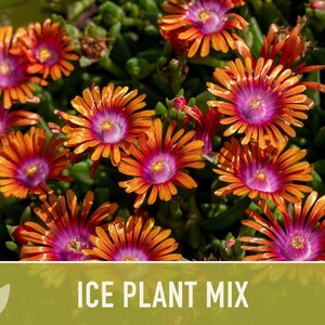 Ice Plant Flower Seeds – Rainbow Mix, Ground Cover, 150 Non-GMO Seeds image 10