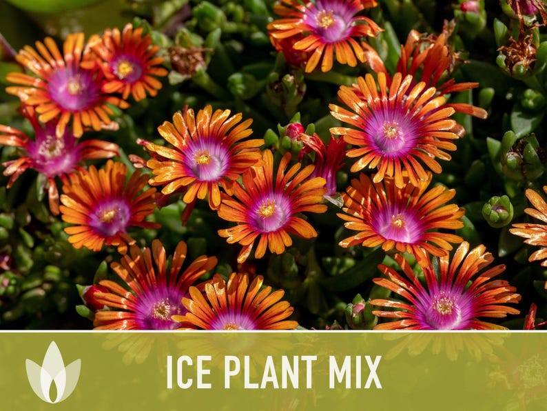 Ice Plant Flower Seeds – Rainbow Mix, Ground Cover, 150 Non-GMO Seeds image 10