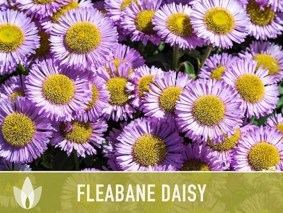 Fleabane Daisy Flower Seeds Aspen Daisy, Dainty Daisy, Showy Daisy,  Perennial, Heirloom, Cut Flowers, Pollinator Garden, Cottage Garden -   Denmark