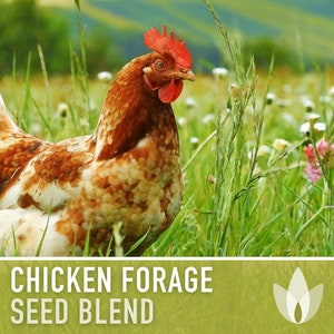 Chicken Forage Heirloom Seed Mix - 1 Ounce, Omega 3, Backyard Chickens, Sprouting Seeds, Microgreens, Cover Crop, Open Pollinated, Non-GMO