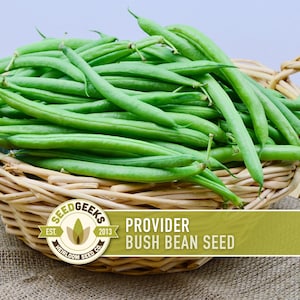 May include: A wicker basket overflowing with fresh, vibrant green Provider bush beans. The beans are long and slender, with a bright green color. The basket has a woven design and is sitting on a burlap surface. The image includes a logo that says "Seed Geeks" and "Provider Bush Bean Seed".