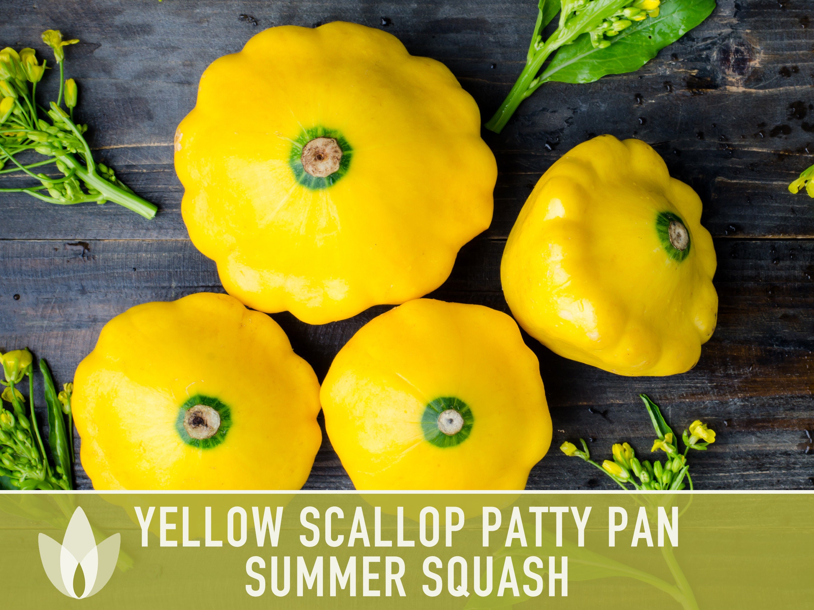 Yellow Scallop Patty Pan Bush Summer Squash Heirloom Seeds