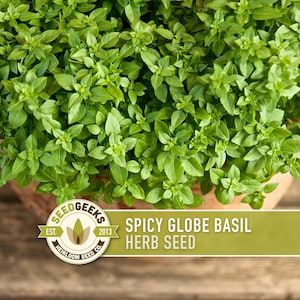 a close-up view of a potted basil plant with lush green leaves, placed on a wooden surface.