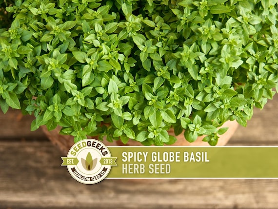 Spicy Globe Basil Seeds - Heirloom, Culinary Herb