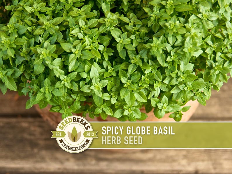 a close-up view of a potted basil plant with lush green leaves, placed on a wooden surface.