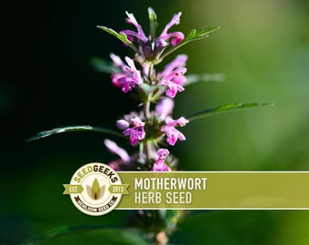 Motherwort Herb Seeds - Heirloom, Medicinal, Pollinator Friendly