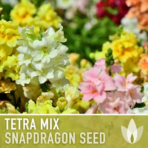 Snapdragon Tetra Mix Flower Seeds - U.S. Grown, Multi-Color, Easy To Grow For Garden