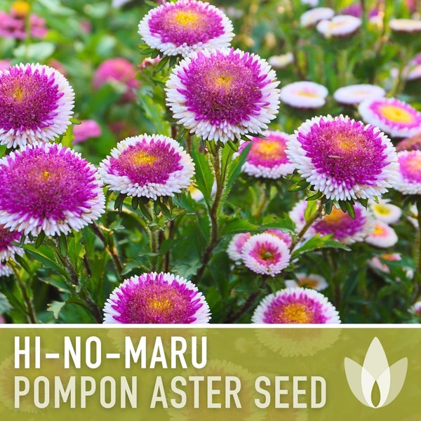 Aster, Pompon Hi-No-Maru Flower Seeds - Heirloom Seeds, China Aster, Pompon Flowers, Cut Flowers, Bee Friendly, Callistephus Seeds, Non-GMO