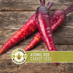 May include: Three vibrant red Atomic Red carrot seeds with green tops rest on a rustic wooden surface. The carrots have a gradient of red and orange hues. The image includes a logo with the text "Seed Geeks" and "Atomic Red Carrot Seed".