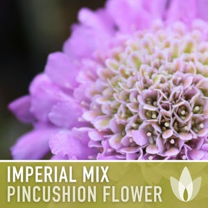 Imperial Mix Pincushion Flower Seeds, Double Blooms, Pollinator Garden image 11