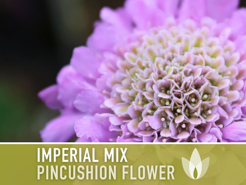 Imperial Mix Pincushion Flower Seeds, Double Blooms, Pollinator Garden image 11