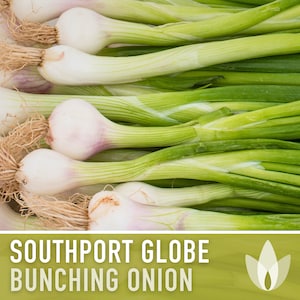 Southport White Globe Bunching Onion Seeds - Heirloom Seeds, White Rocca Onion, Silver Ball Onion, Open Pollinated, Non-GMO