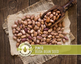 Pinto Bean Seeds – Heirloom, Open Pollinated, Non-GMO