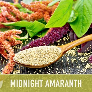Midnight Red Amaranth Seeds – Heirloom, Salad Greens, Cut Flower image 11