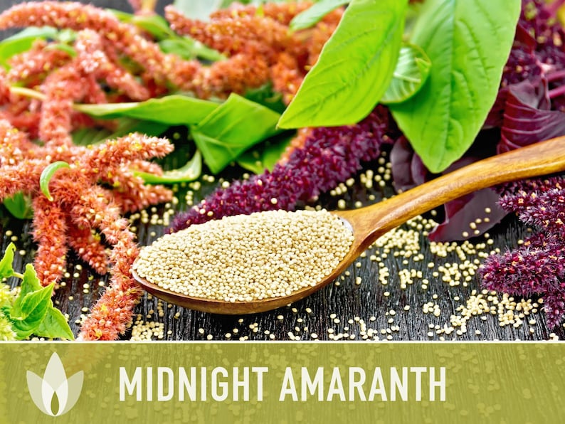 Midnight Red Amaranth Seeds – Heirloom, Salad Greens, Cut Flower image 11