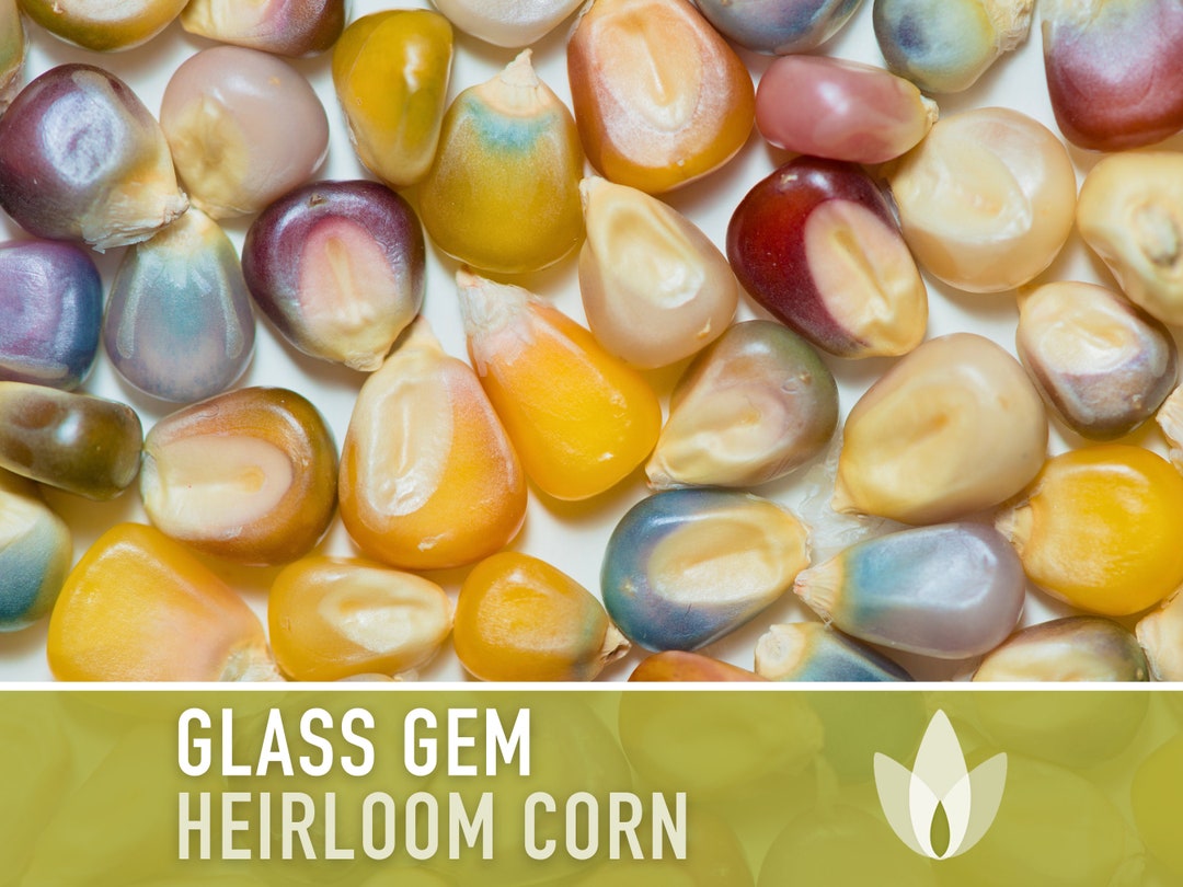 Glass Gem Corn Seeds Heirloom Seeds, Heirloom Flint Corn, Ornamental