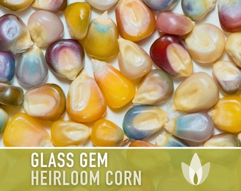 Glass Gem Corn Seeds - Heirloom Seeds, Heirloom Flint Corn, Ornamental Corn, Flour Corn, Popcorn, Hominy, Polenta, Cornbread, Non-GMO