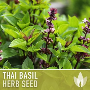 Thai Basil Herb Seeds | 100+ Seeds, Heirloom, Organic, Rare Culinary & Medicinal Garden image 10