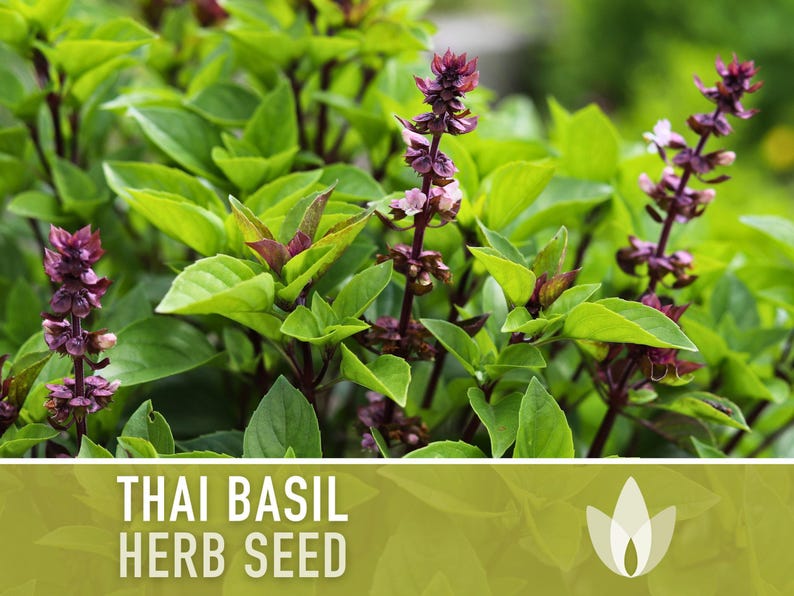 Thai Basil Herb Seeds | 100+ Seeds, Heirloom, Organic, Rare Culinary & Medicinal Garden image 10