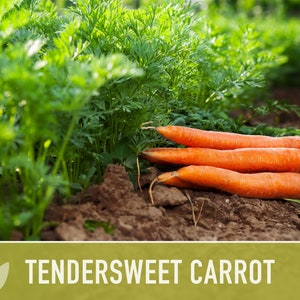 Tendersweet Carrot Heirloom Seeds Seed Packets, Orange Carrot Seeds, Juicing Carrot, Rainbow Carrot, Easy to Grow, Open Pollinated,Non-GMO image 4