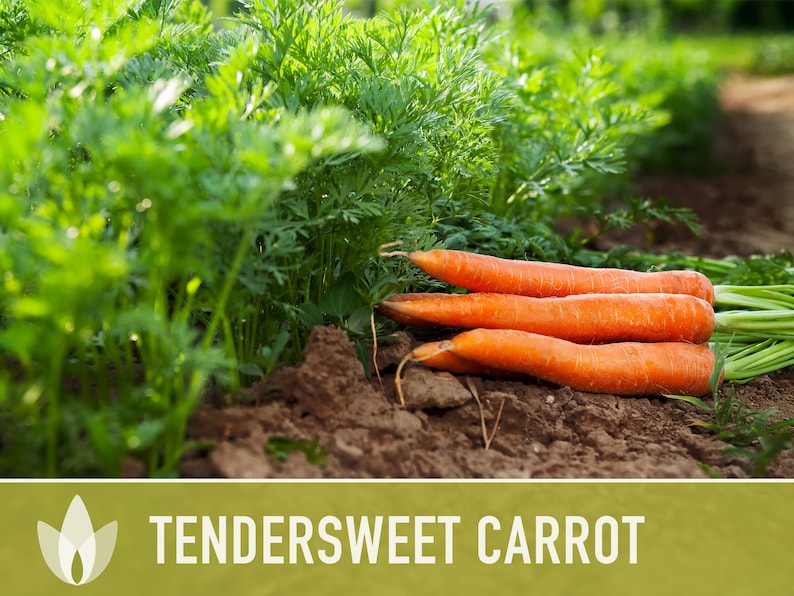 Tendersweet Carrot Heirloom Seeds Seed Packets, Orange Carrot Seeds, Juicing Carrot, Rainbow Carrot, Easy to Grow, Open Pollinated,Non-GMO image 4