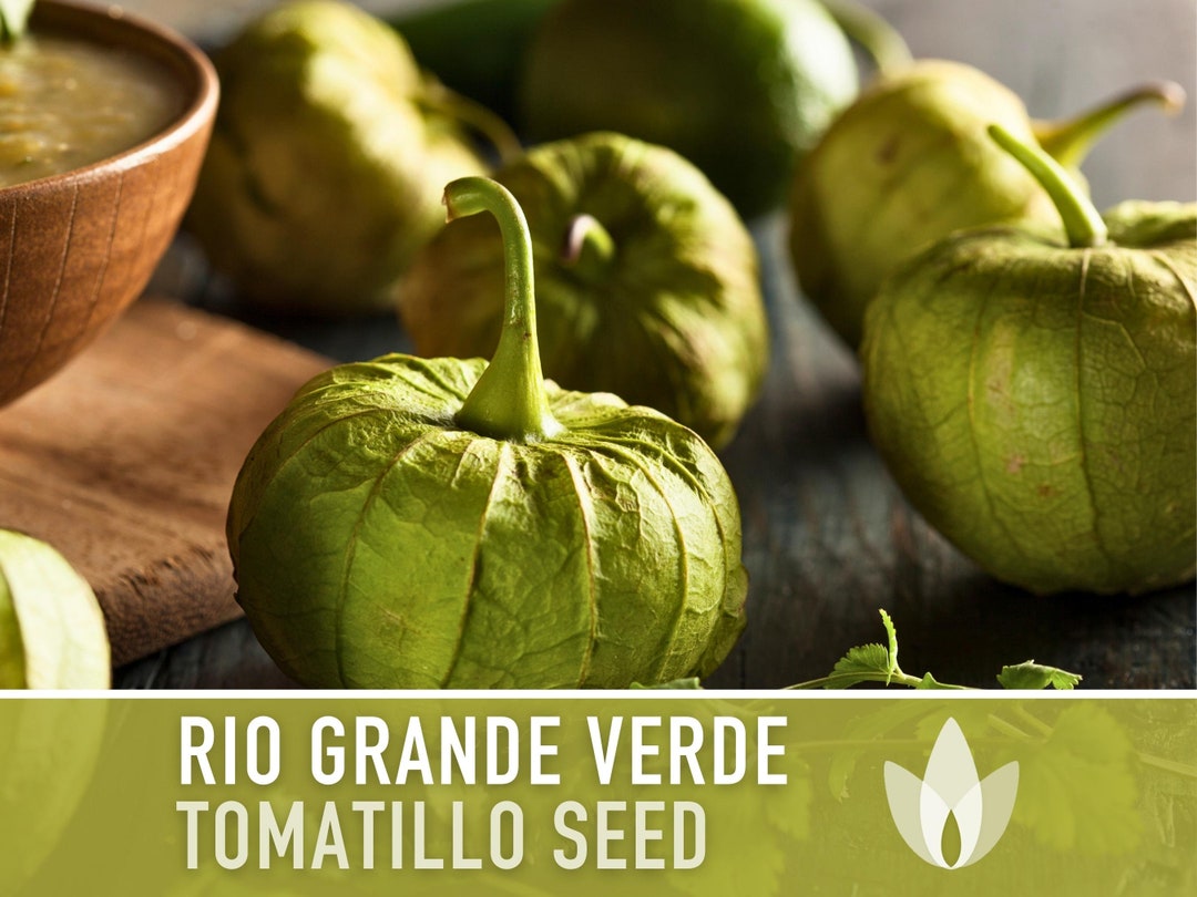 Tomatillo, Rio Grande Verde Seeds Heirloom Seeds, Ground Cherry Seeds