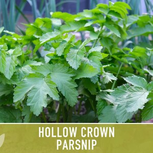 Hollow Crown Parsnip Heirloom Seeds - Non-GMO, Open Pollinated, Untreated, Root Vegetables, Fall Garden image 10