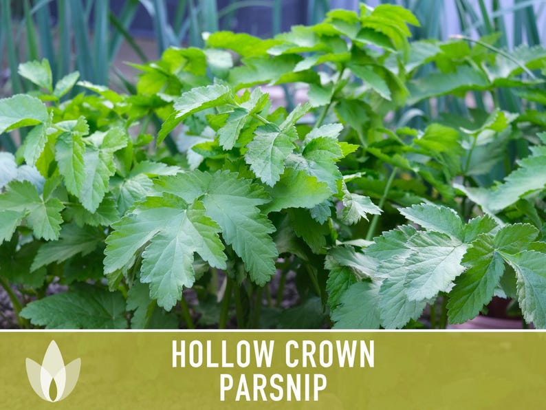 Hollow Crown Parsnip Heirloom Seeds - Non-GMO, Open Pollinated, Untreated, Root Vegetables, Fall Garden image 10