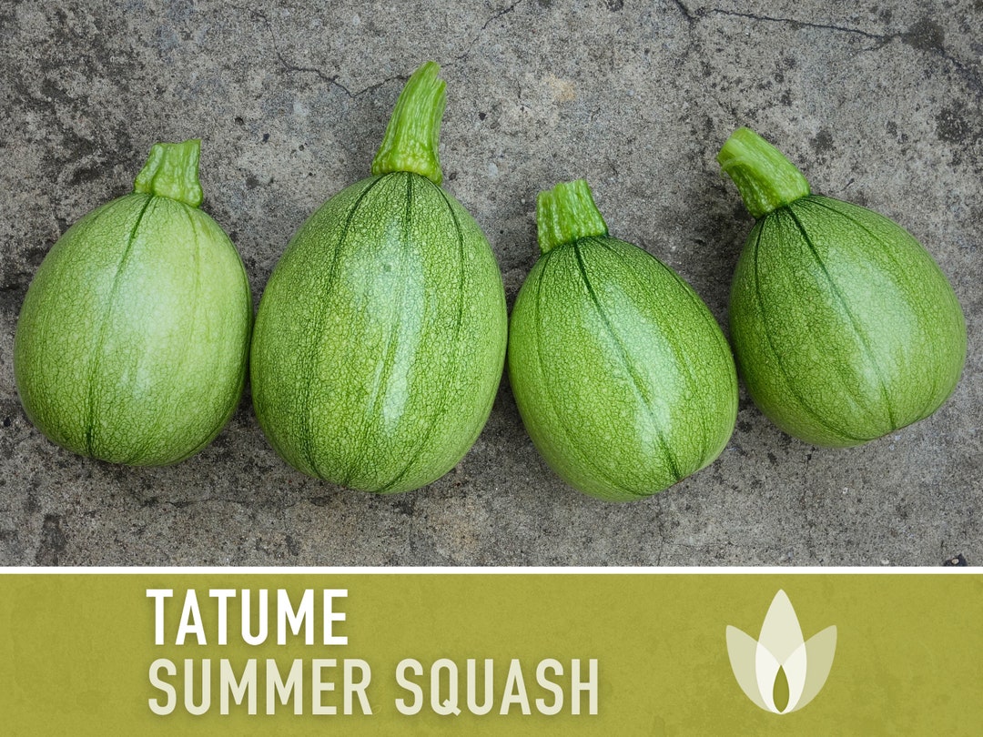 Tatume Summer Squash Seeds Heirloom, Tatuma, Calabacita, Drought