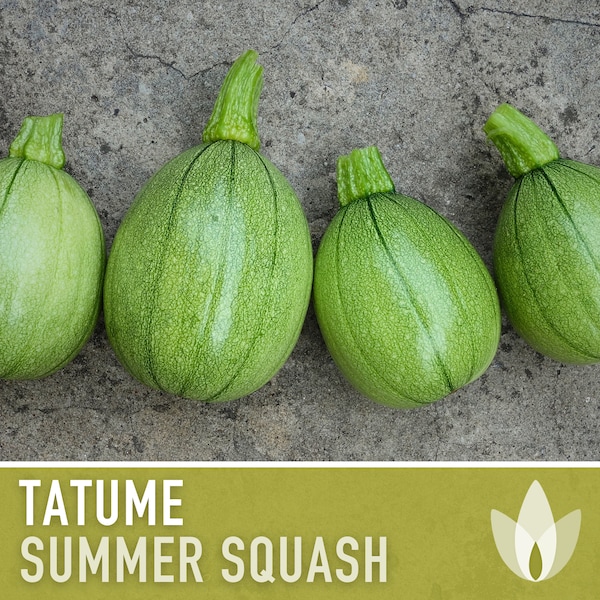 Tatume Summer Squash Seeds - Heirloom, Tatuma, Calabacita, Drought Tolerant, Vine Borer Resistant, Open Pollinated, Non-GMO