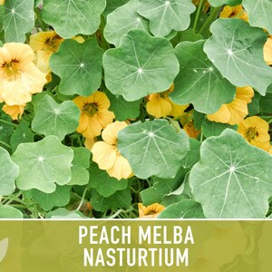 Nasturtium, Peach Melba Flower Seeds Heirloom Seeds, Dwarf Nasturtium, Tangy Peppery Taste, Easy To Grow, Tropaeolum Majus, Non-Gmo image 9