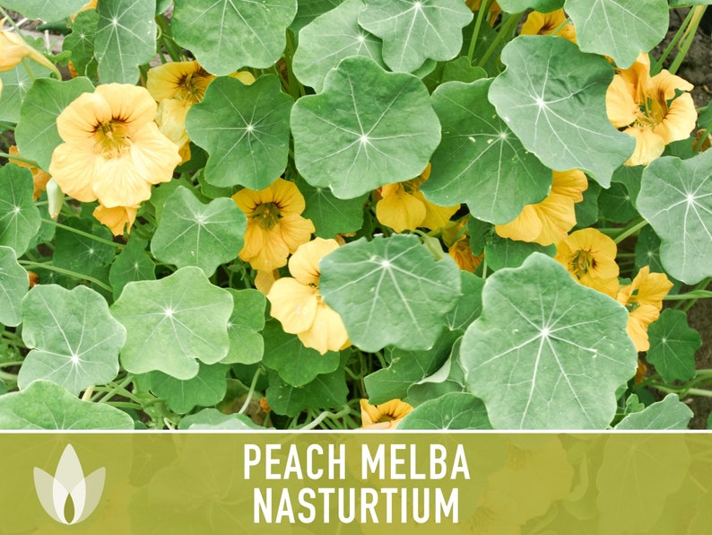 Nasturtium, Peach Melba Flower Seeds Heirloom Seeds, Dwarf Nasturtium, Tangy Peppery Taste, Easy To Grow, Tropaeolum Majus, Non-Gmo image 9
