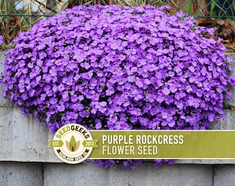May include: A vibrant cluster of purple rockcress flowers, densely packed and cascading over a concrete wall. The image features a banner with the text "Purple Rockcress Flower Seed" and the SeedGeeks logo.