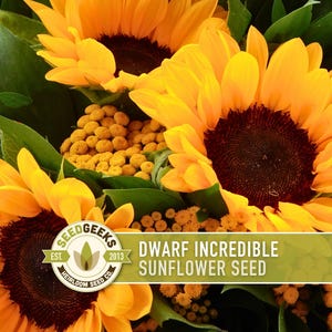May include: Close-up of a bouquet of sunflowers with bright yellow petals and dark brown centers. The image includes green leaves and small yellow flowers. Text on the image reads "Dwarf Incredible Sunflower Seed" and the Seed Geeks logo.