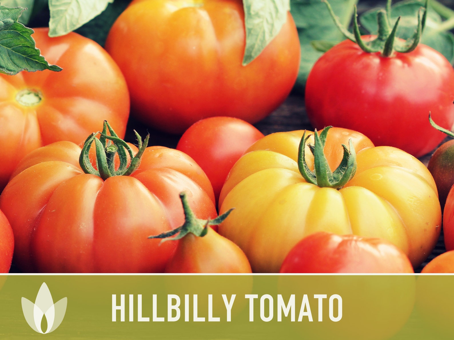 Heirloom Tomato Seeds Hillbilly