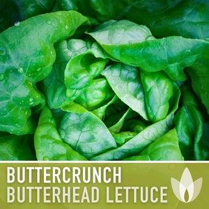 Buttercrunch Butterhead Lettuce Heirloom Seeds - Open Pollinated, Non GMO, Heirloom Seeds, Lettuce Seeds, Vegetable seeds