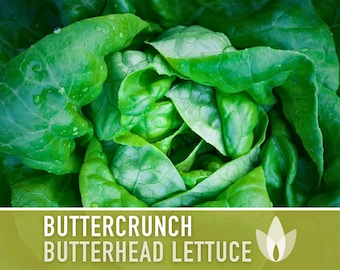 Buttercrunch Butterhead Lettuce Heirloom Seeds - Open Pollinated, Non GMO, Heirloom Seeds, Lettuce Seeds, Vegetable seeds