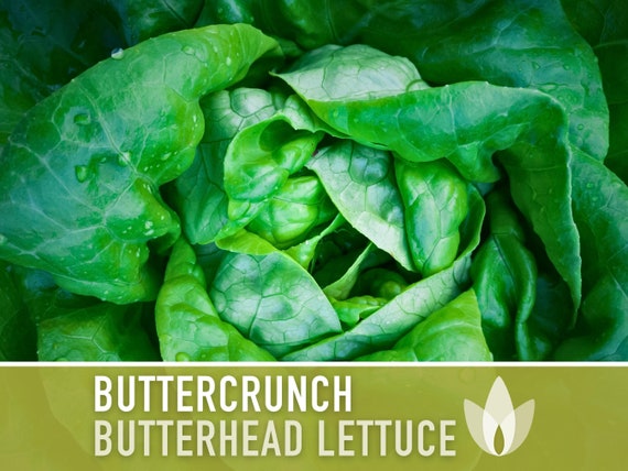 Lettuce, Buttercrunch Seed Packets | Bentley Seeds