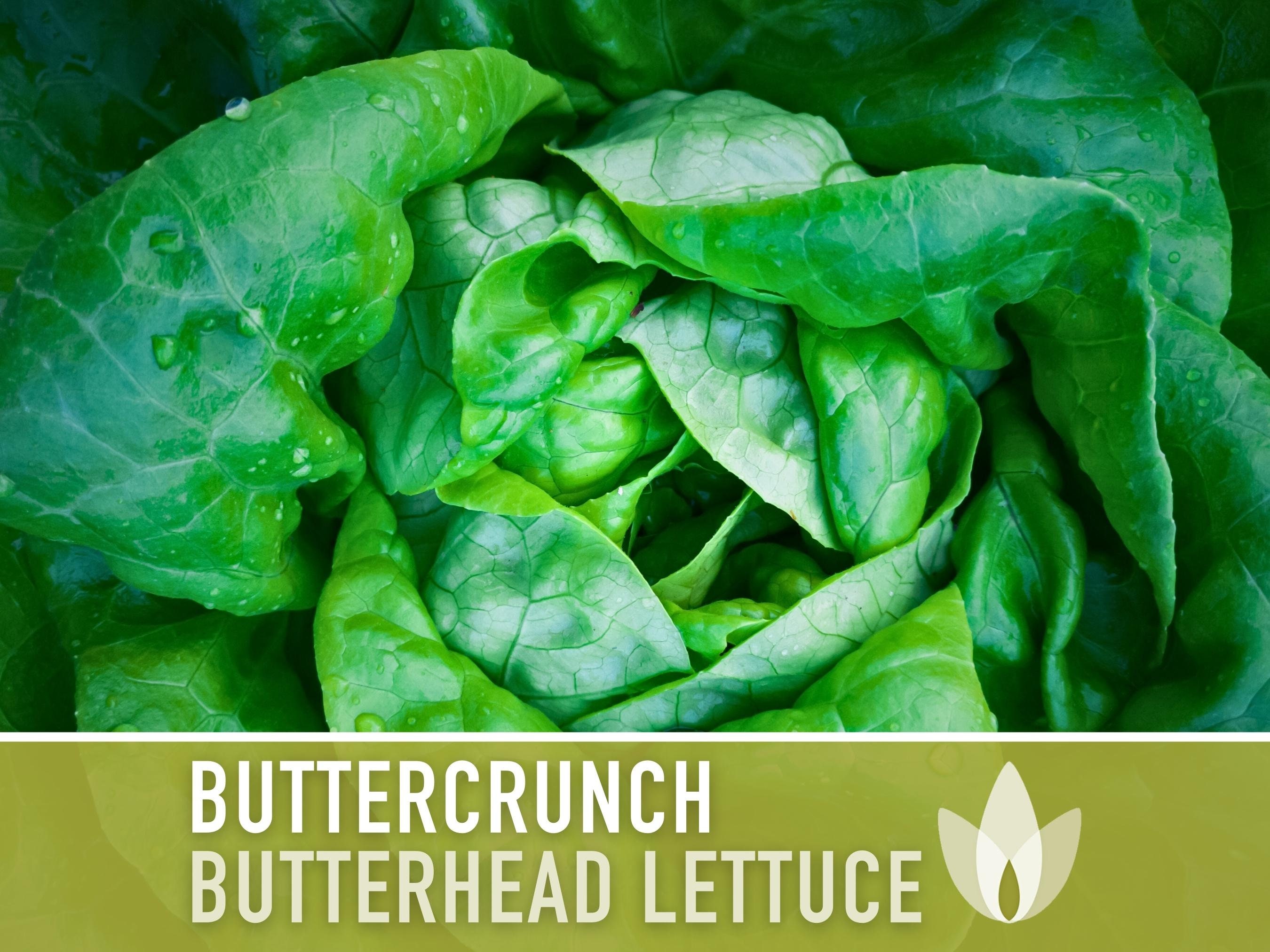 thumbnail image 2 of Maxboba Buttercrunch Lettuce Seeds – Butterhead, Heirloom, Non-GMO, USA Grown, 1g+ 2 of 5