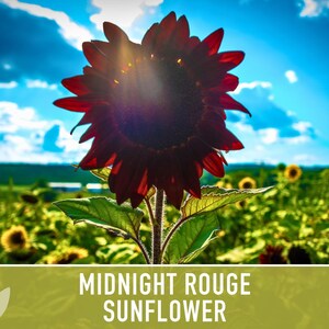 Midnight Rouge Sunflower Seeds - Burgundy Bouquet Flowers afbeelding 11