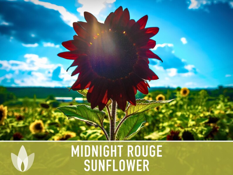 Midnight Rouge Sunflower Seeds - Burgundy Bouquet Flowers afbeelding 11